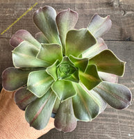 Aeonium Pink Witch Middle 