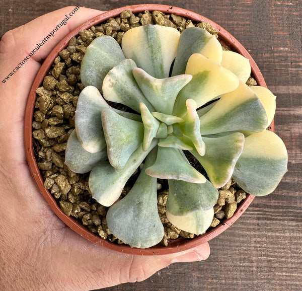 Echeveria Cubic Frost variegata