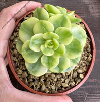 Sedeveria ‘Rolly’ f. variegata