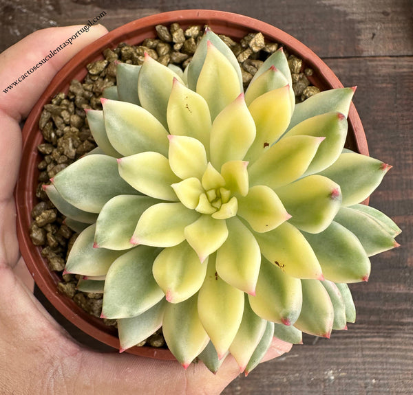 Echeveria 'Green Emerald' variegated - Lote2024