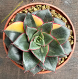 Echeveria Dionysos variegata