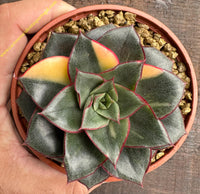 Echeveria Dionysos variegata