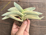 Crassula Falcata variegata