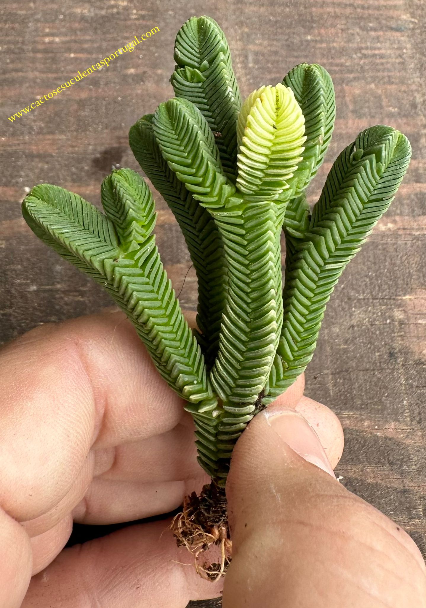 Crassula pyramidalis variegata