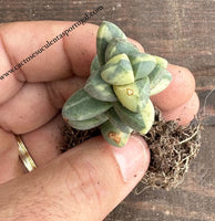 Delosperma Lehmannii variegated