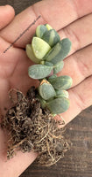 Delosperma Lehmannii variegated