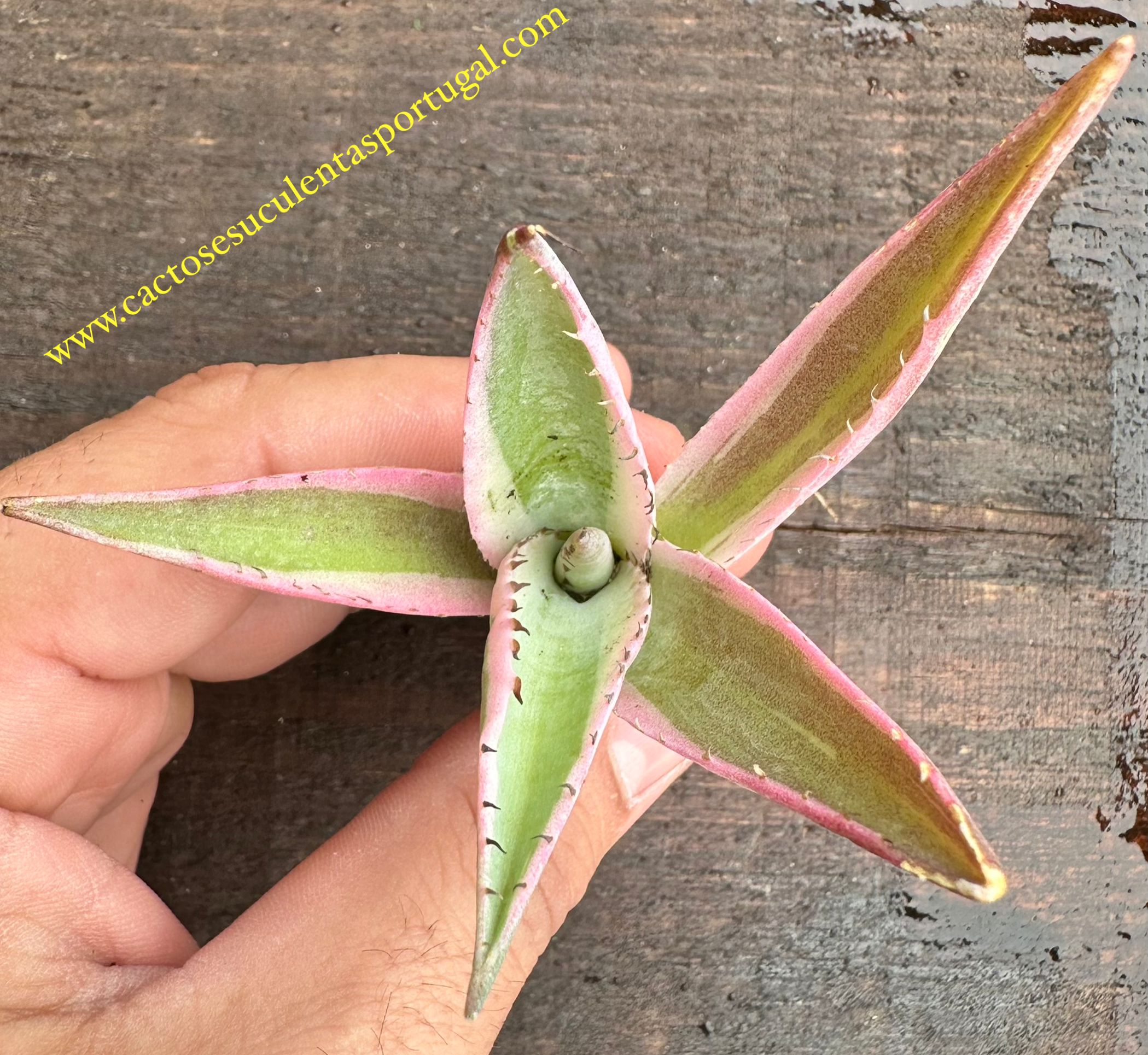 Agave Guiengola Sorte. Crème Brûlée