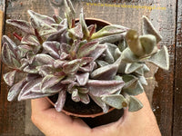 Lenophyllum guttatum variegata