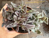 Lenophyllum guttatum variegata