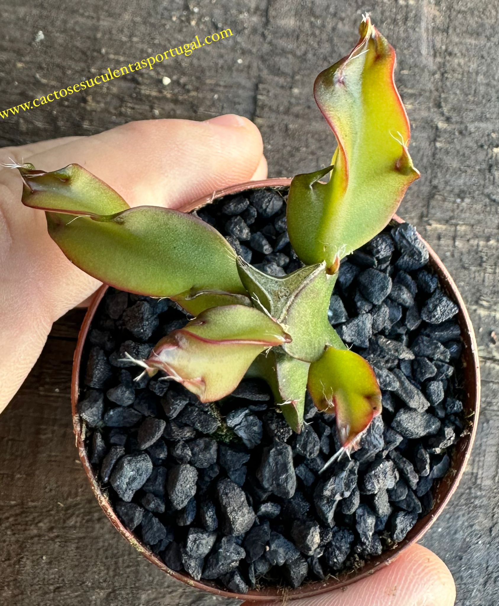 Schweinsschwanz (Lepismium cruciforme spiralis)