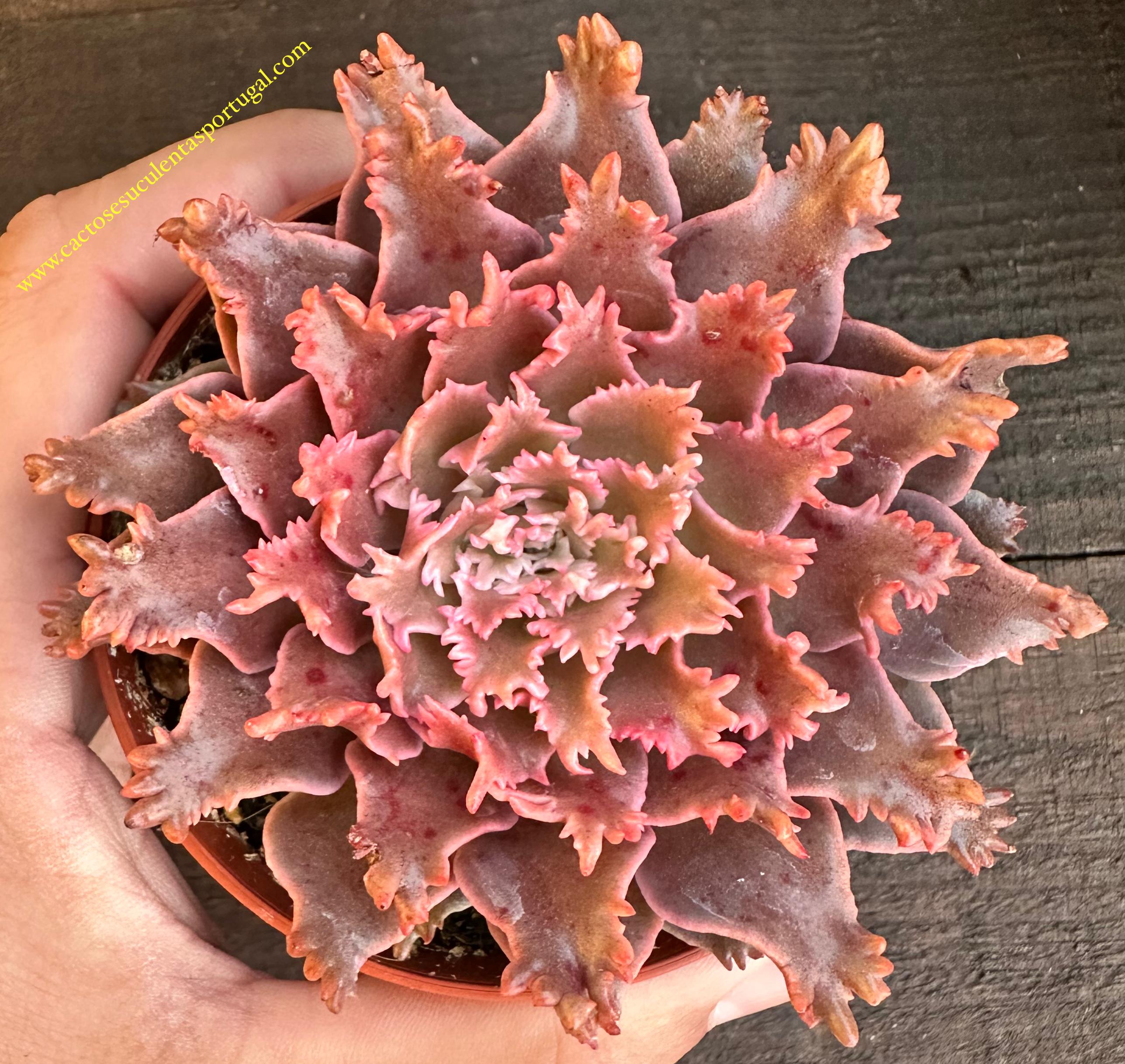 Graptoveria "Harry Watson" coreano