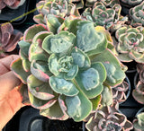 Echeveria "Beyonce" x Hearts Delight