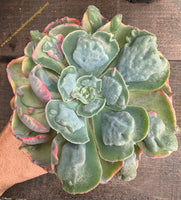 Echeveria "Beyonce" x Hearts Delight