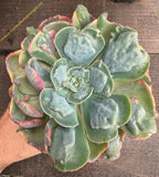 Echeveria "Beyonce" x Hearts Delight