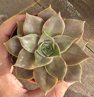 Echeveria Impi