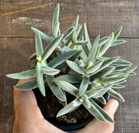 Crassula mesembryanthemoides