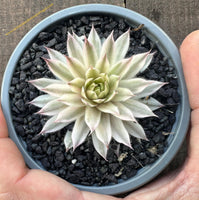 Sempervivum Saxon variegata