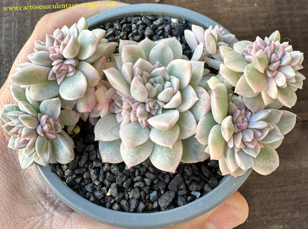 Echeveria Prolífica Variegata