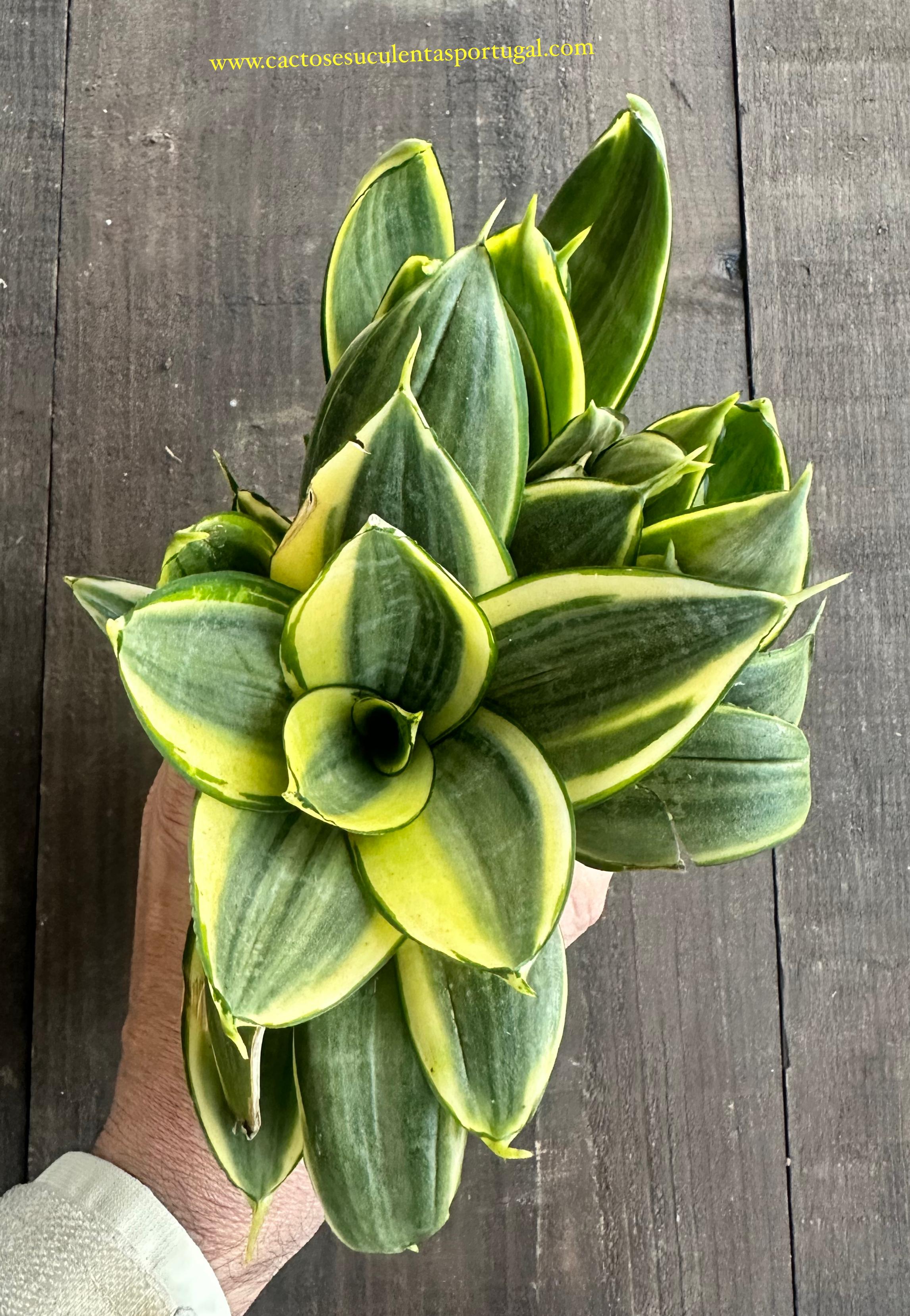 Mini-Santa-Barbara-Schwert - Sansevieria trifasciata