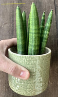 Mini Lança de São Jorge - Sansevieria cylindrica