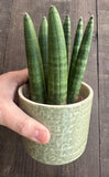 Mini Lança de São Jorge - Sansevieria cylindrica