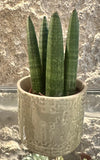 Mini Lança de São Jorge - Sansevieria cylindrica