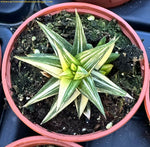 haworthia glabrata variegata