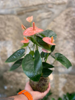 KOKEDAMA - Anthurium Pink