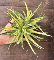 Aloe Humilis F. Variegata