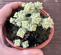 Crassula F. Variegata