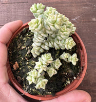 Crassula F. Variegata