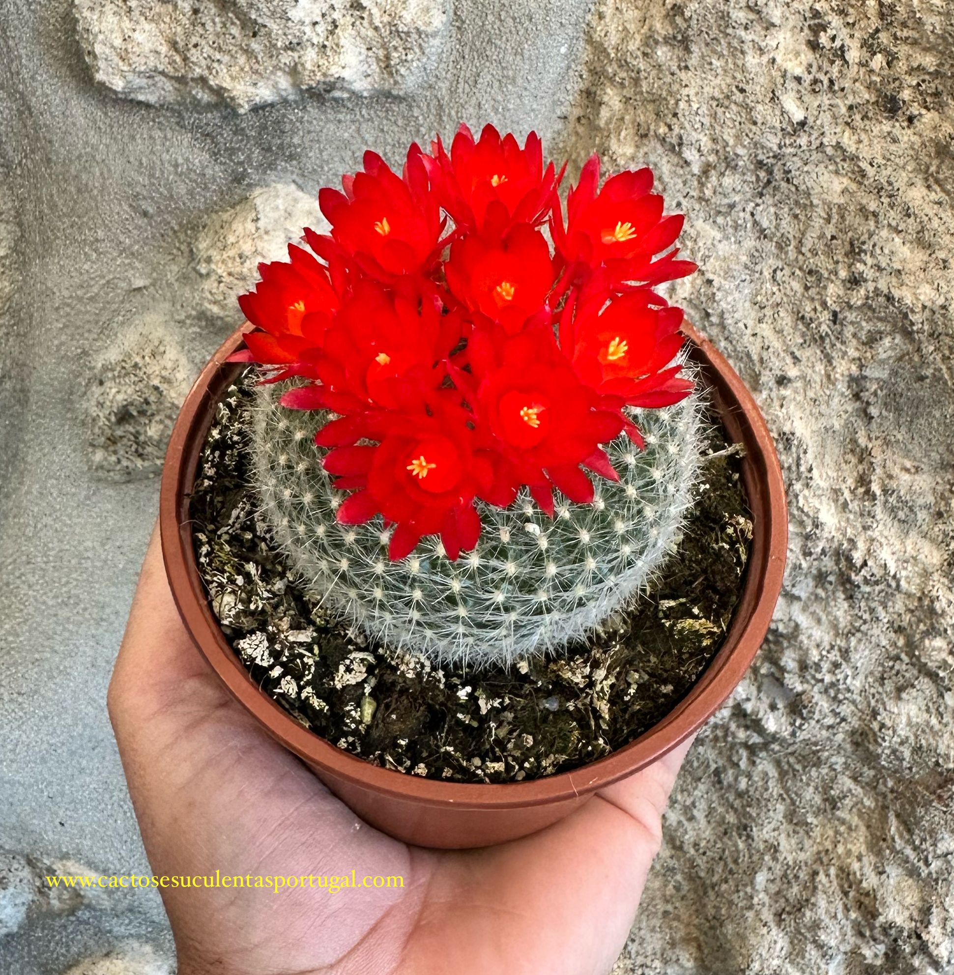 Notocactus haselbergi large