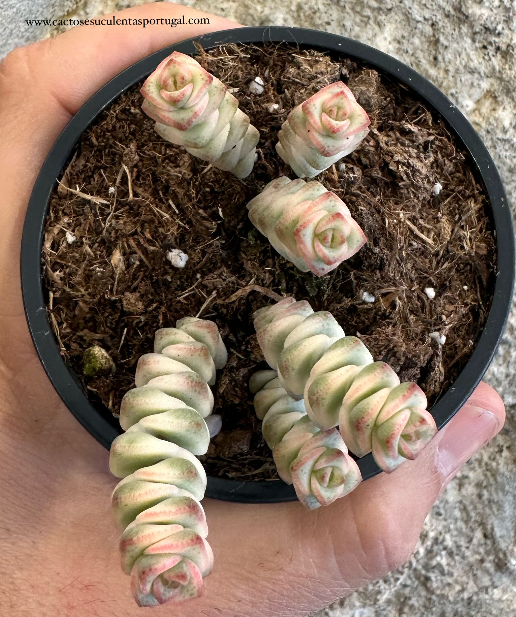 Crassula Marnieriana Variegata