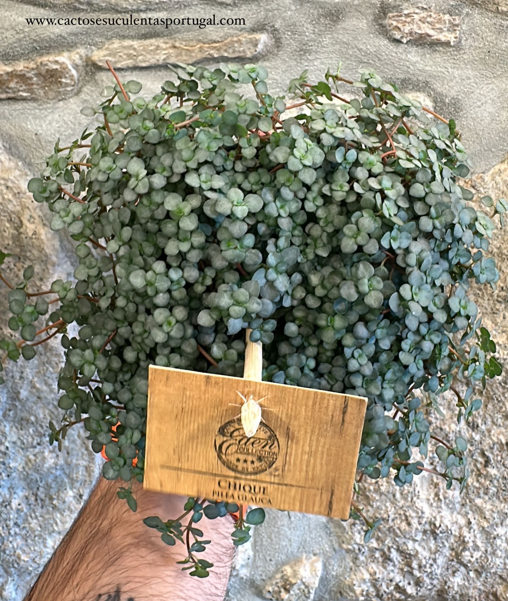 Pilea Glauca