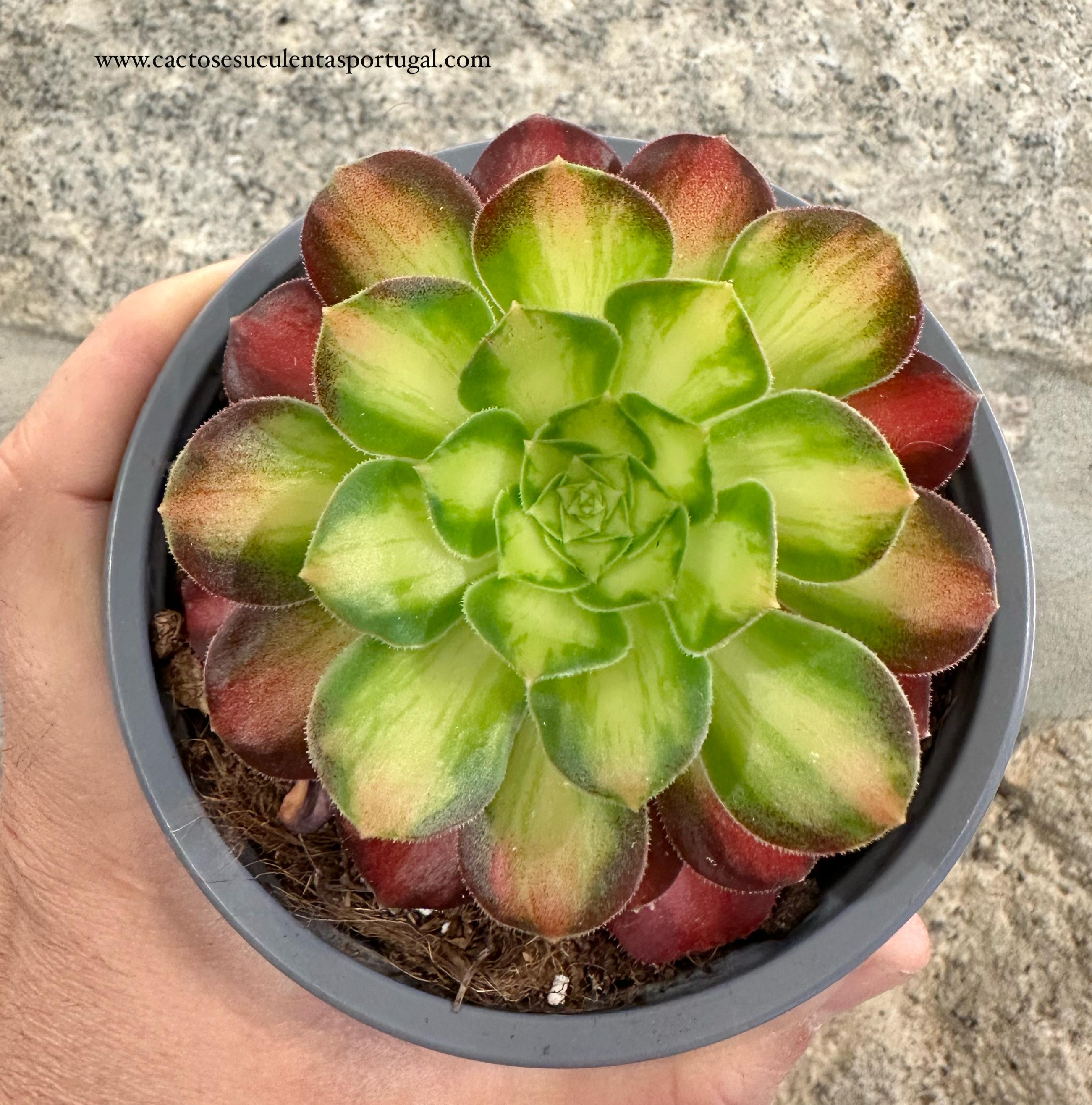 Aeonium Pink Witch Golden Middle