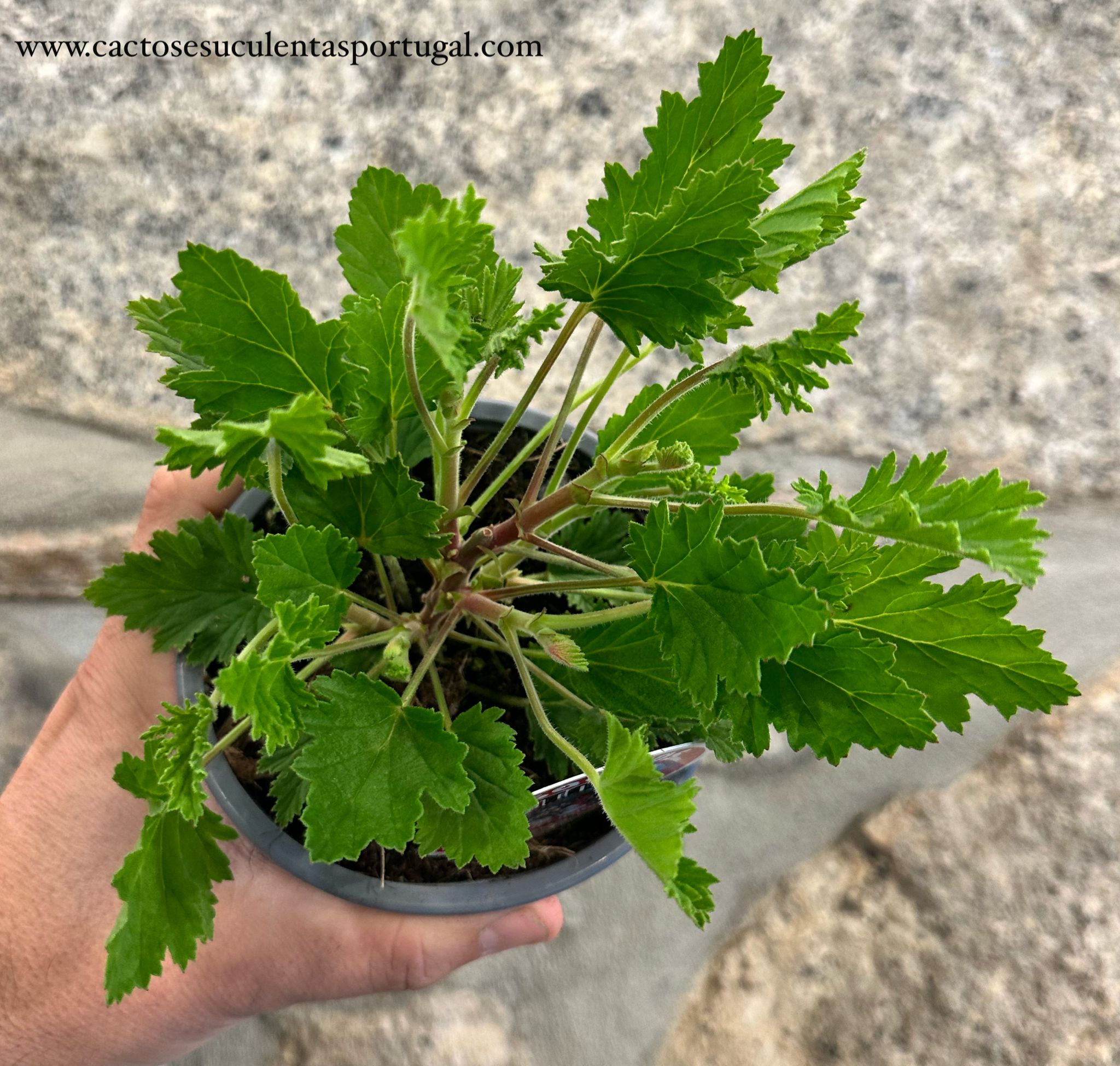 Pelargonium citrodorum - (Anti-mosquitos)