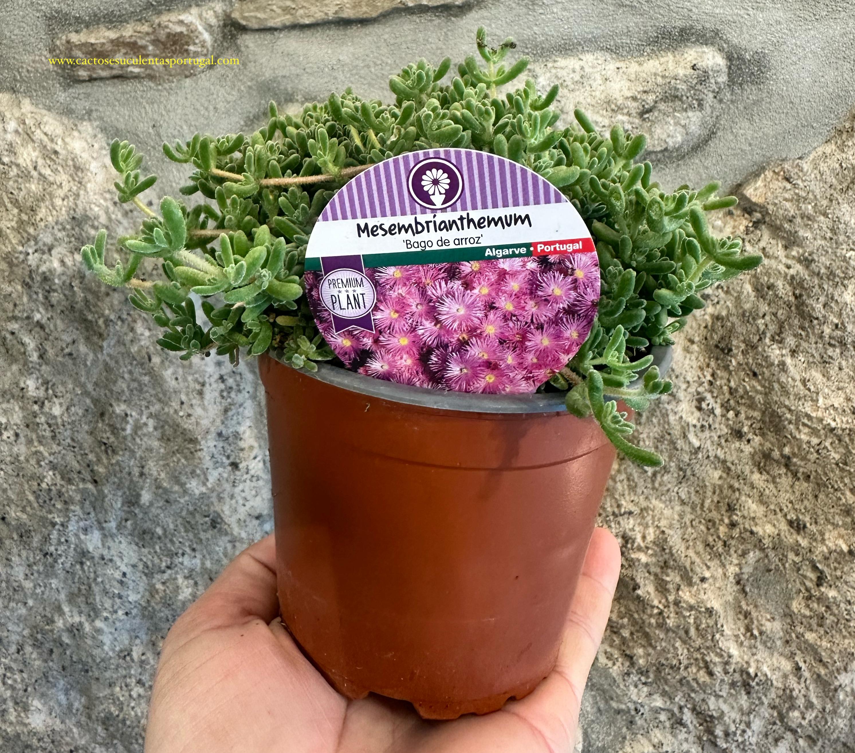 LAMPRANTHUS - BAGO DE ARROZ