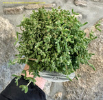 LAMPRANTHUS - BAGO DE ARROZ