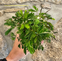 Mimosa Pudica - PLANTA DORMI DORMI