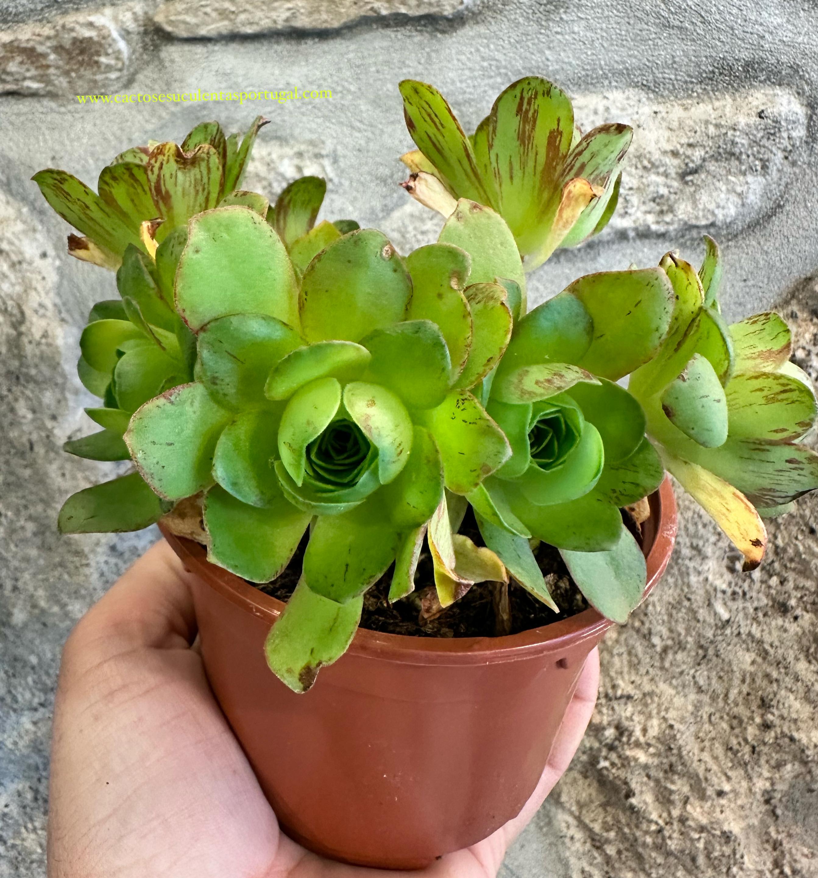 Aeonium Greenovia "ovos de limao"