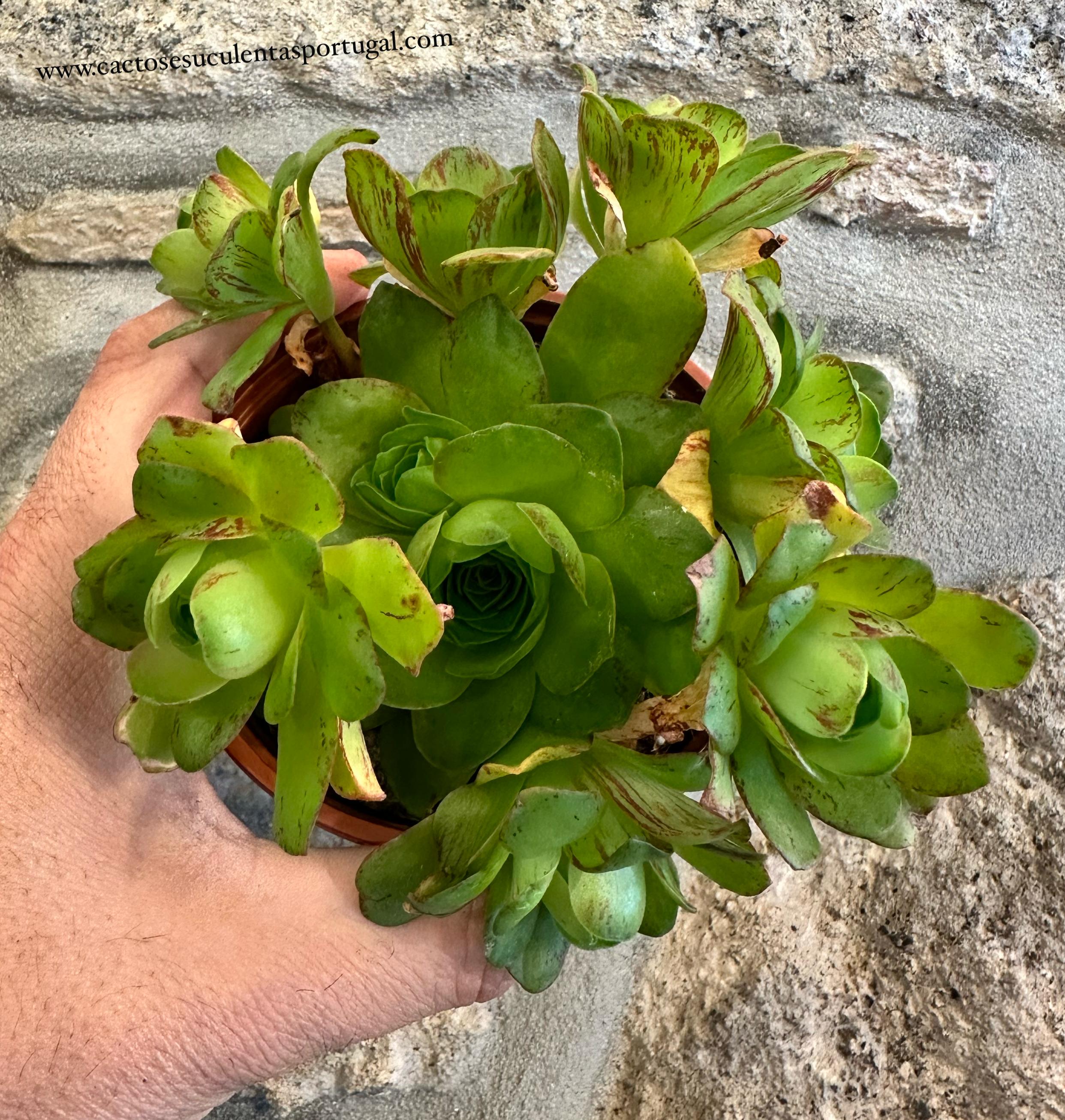 Aeonium Greenovia "ovos de limao"