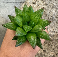 Haworthia reticulata
