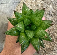Haworthia reticulata
