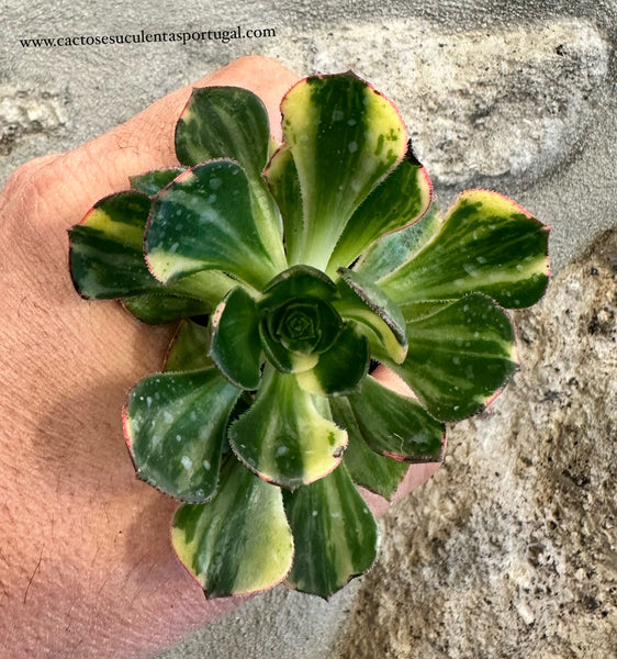 Aeonium Red Edge Variegata