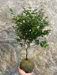 KOKEDAMA - Jabuticaba Sabará 