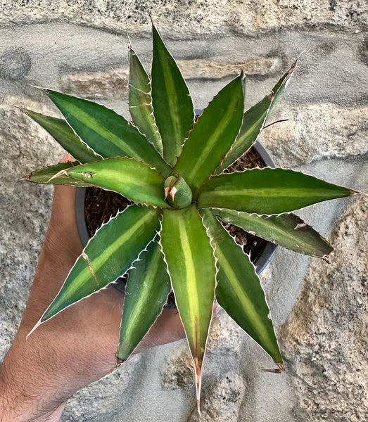 Agave Lophantha Splendida