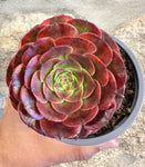 Aeonium Hohuo