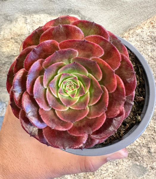 Aeonium Hohuo