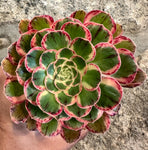 Aeonium Rubrolineatum Variegata