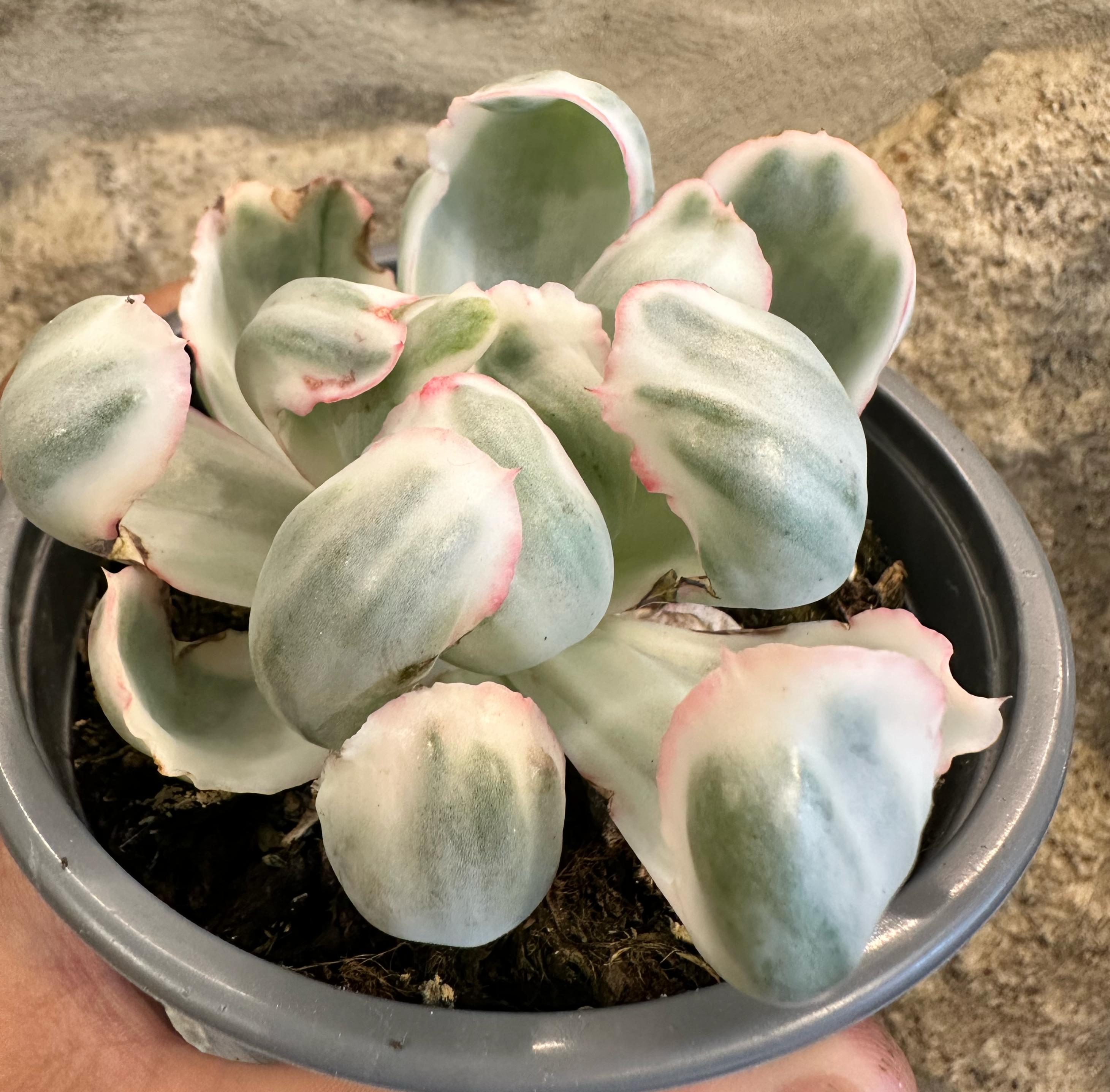 Echeveria Berkeley variegata